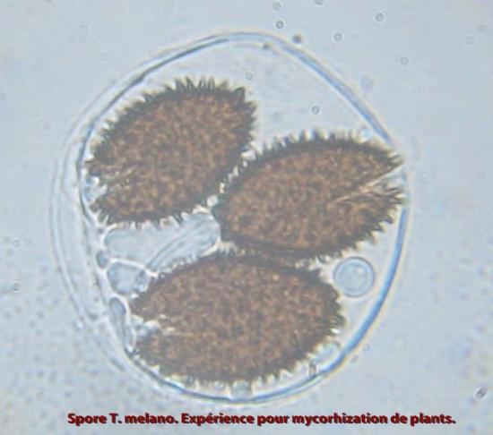 Spores de tuber melanosporum