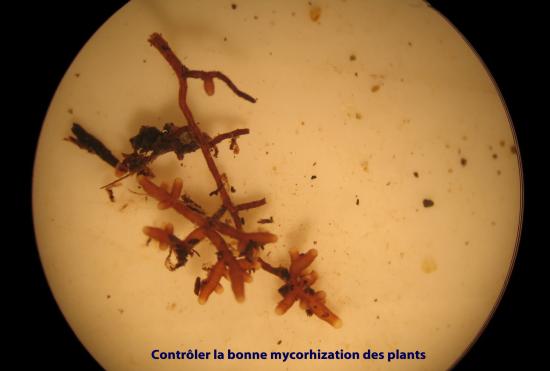 Mycorhize de Tuber melanosporum