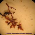 Mycorhize de Tuber melanosporum